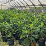 Mišpuľa japonská (Eriobotrya japonica)  - výška 80-100 cm, kont. C15L (-12°C)